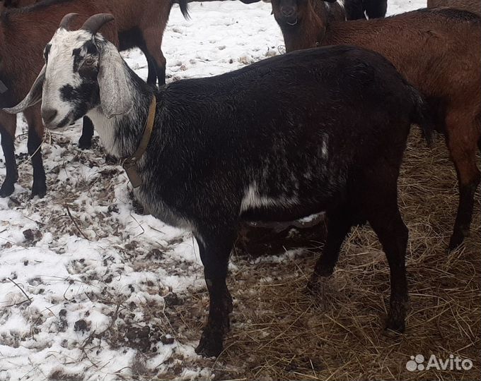 Продаются котные нубийские козы и козел