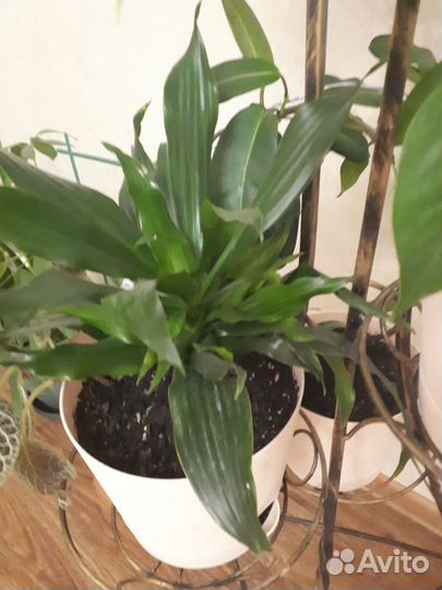 Комнатные растения