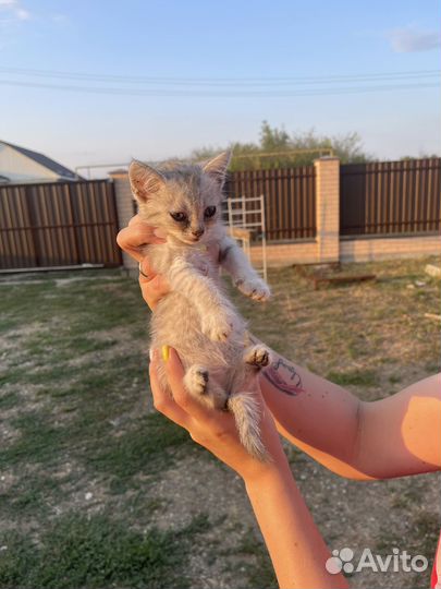 Котята бесплатно