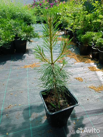 Сосна сибирская