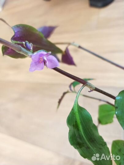 Редкие сорта традесканции