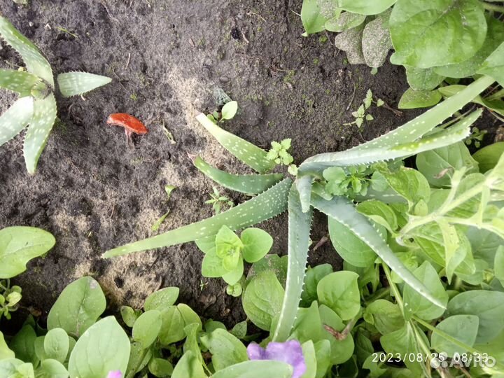 Каланхоэ лечебный, алоэ, индийский лук