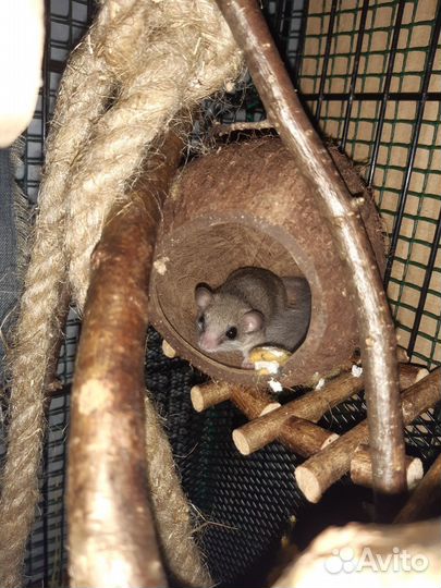 Бельчата африканской сони (цена за пару)