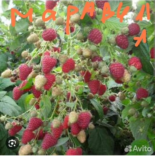 Малина сорт Дельнива, Маравила