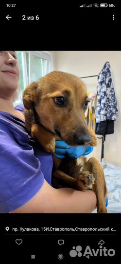 Небольшая собачка как ребенок ждёт семью в отлове