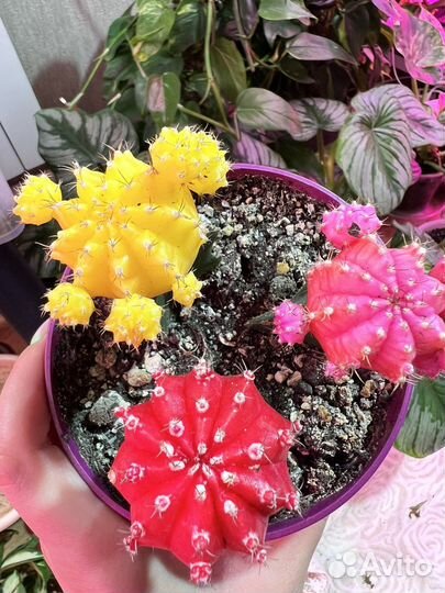 Кактус гимнокалициум