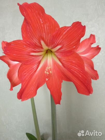 Гиппеаструм