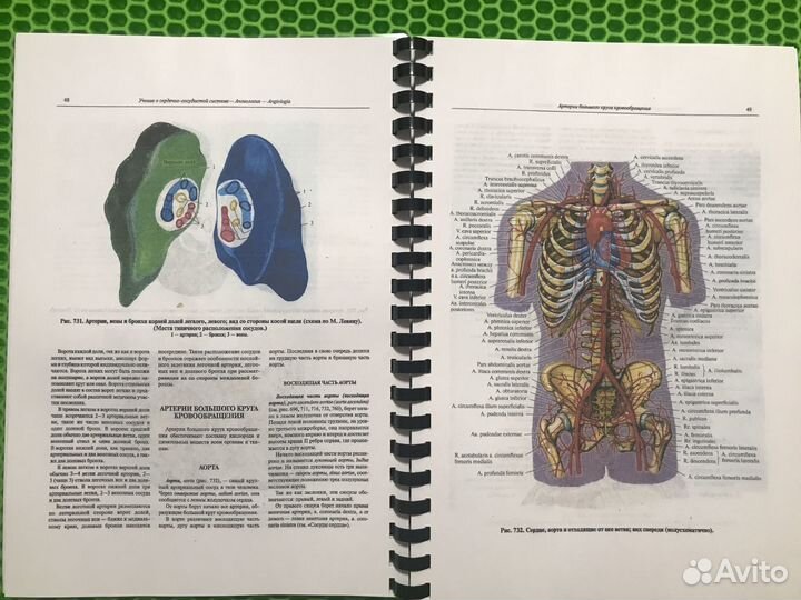 Атлас анатомии человека Синельников