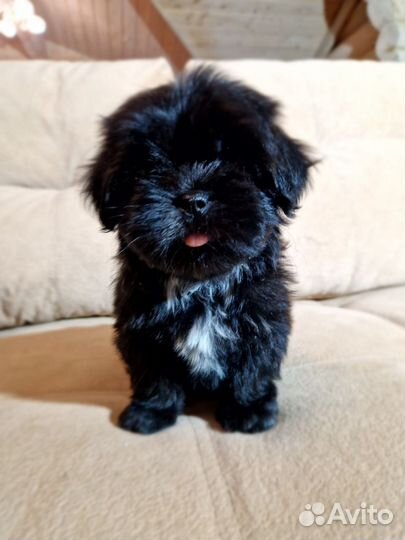 Шит цу щенки