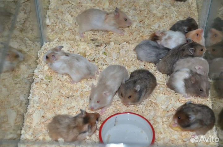 Ангорские и сирийские хомячки