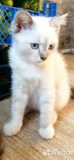 Великолепная охрана от грызунов