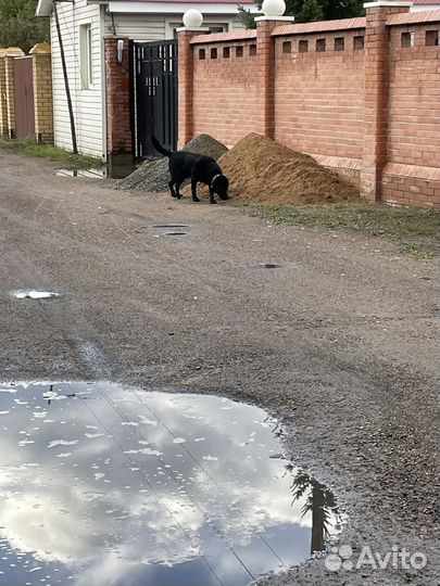 Собака лабрадор