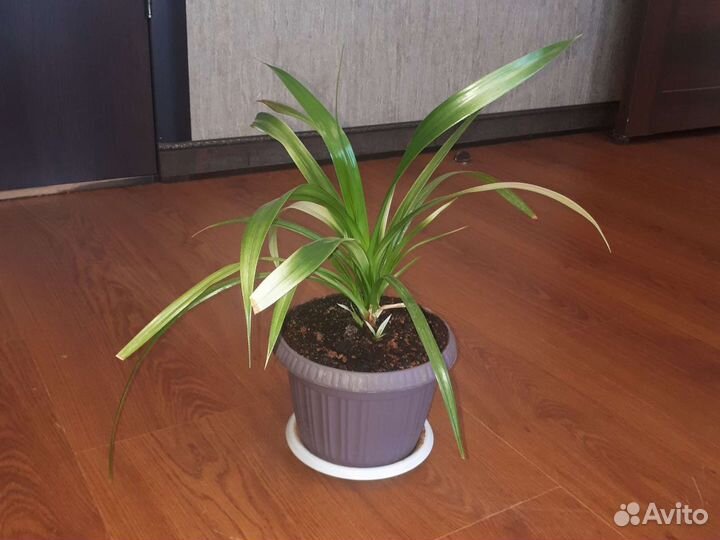 Комнатные цветы. Панданус