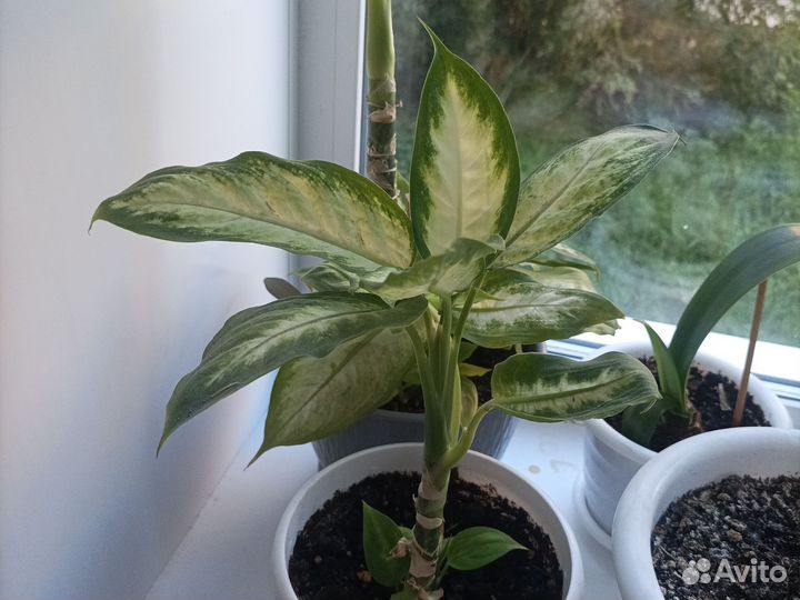 Диффенбахия пятнистая