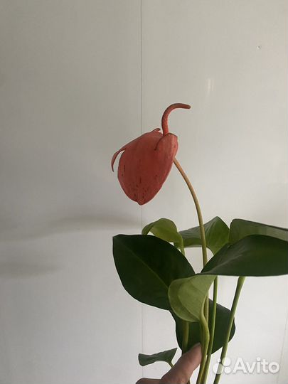 Антуриум шерцера