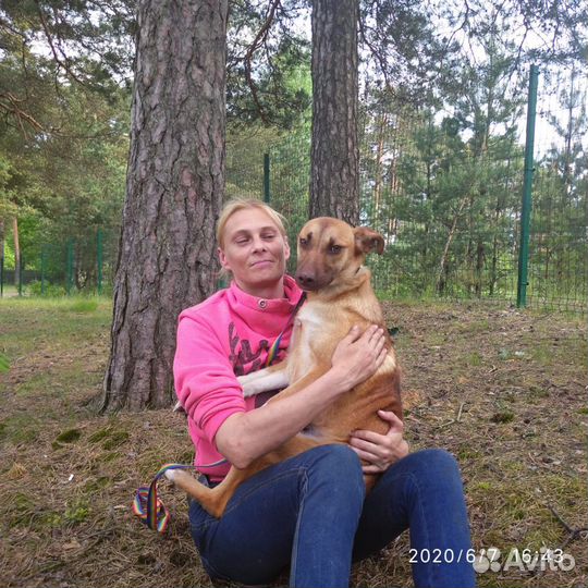 Ищет дом не крупная Собачка Бони