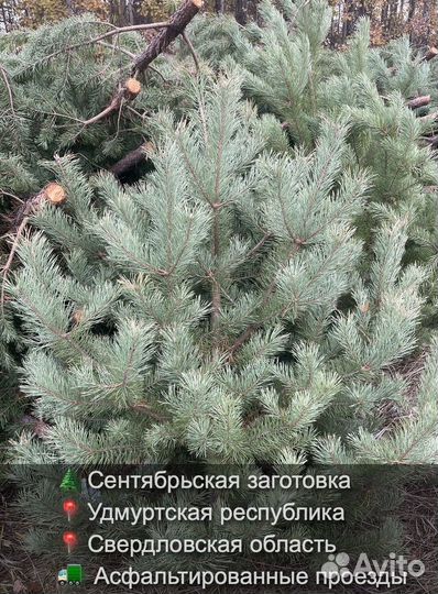 Елка сентябрьская новогодняя опт