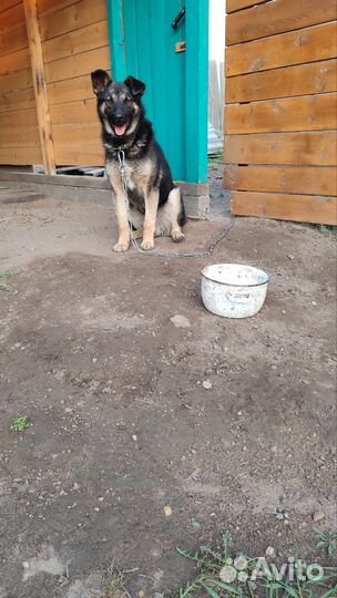 Собака дворняжка