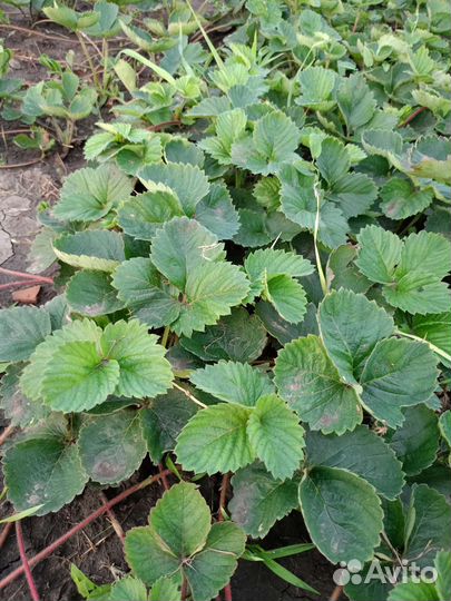 Рассада клубники Купчиха и Лия Сахарная