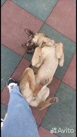 Немецка овчарка Айк