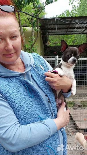 Щенки чихуахуа