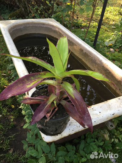 Растение золотой ус