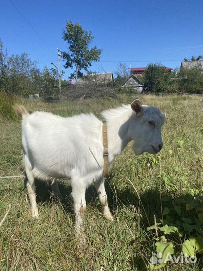 Коза и козлята