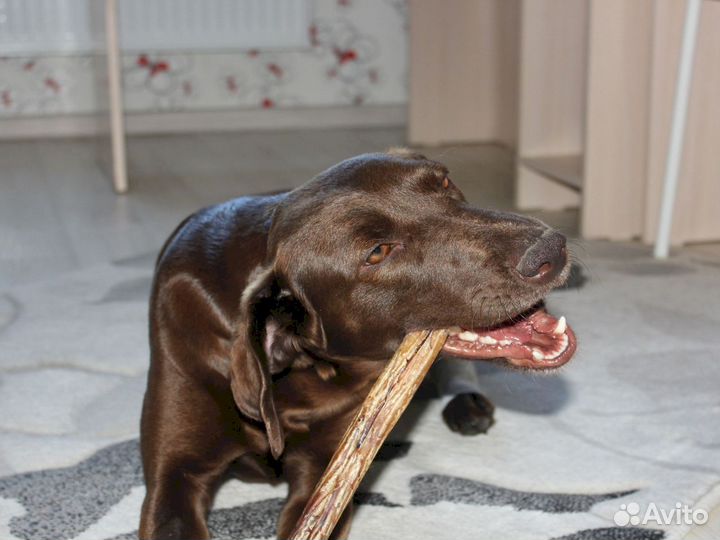 Бычий корень для собак. От производителя