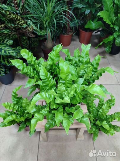 Папоротник асплениум