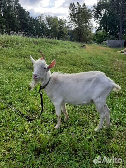 Козел Зааненский Вязка