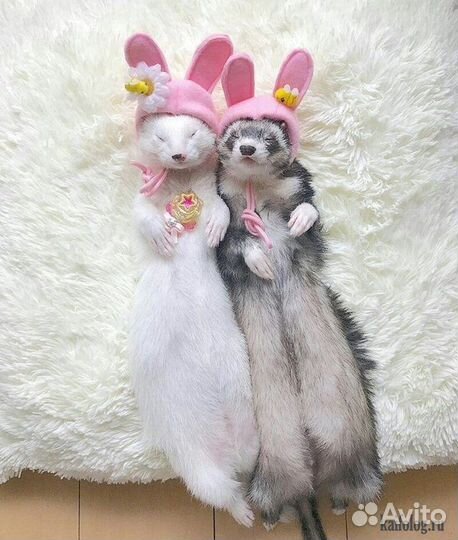 Домашний хорек