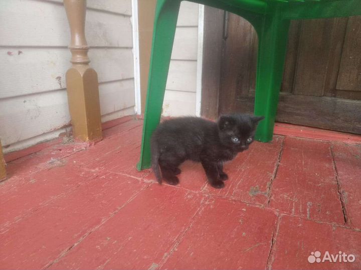 Котенок девочка в добрые руки
