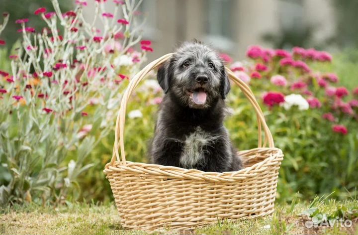 Красивые Щенки в добрые руки