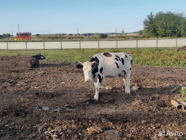 Корова дойная