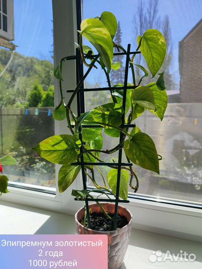 Комнатные растения