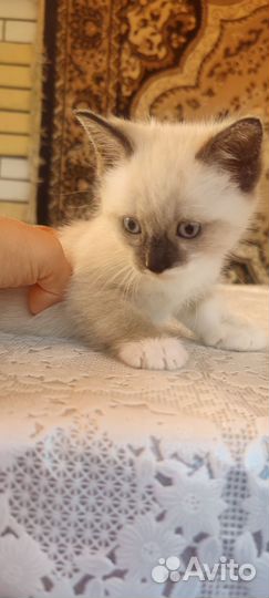 Сиамский котенок