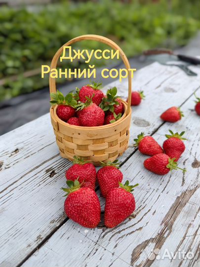 Рассада клубники (земляники садовой)