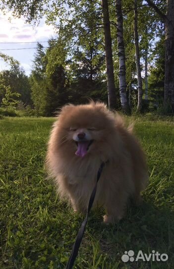 Вязка померанский шпиц