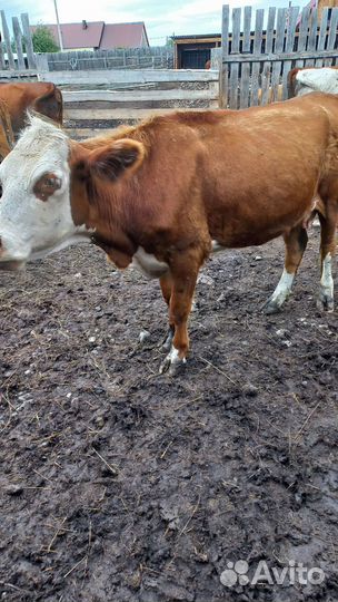 Коровы подсосные