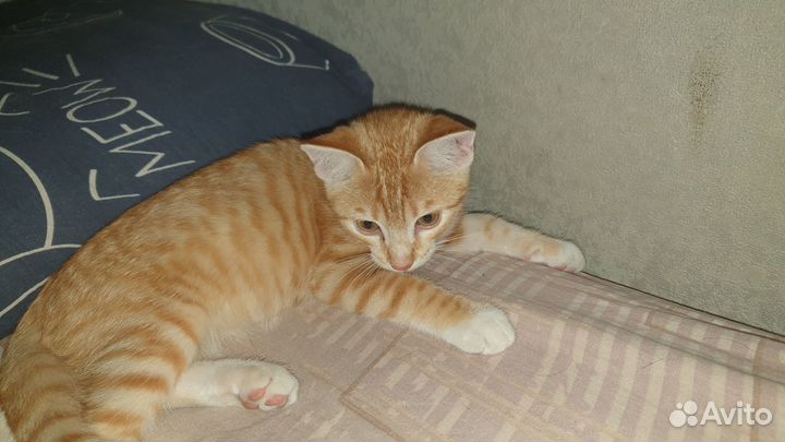 Отдам котенка