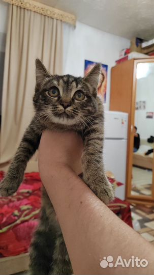 Котенок девочка бесплатно