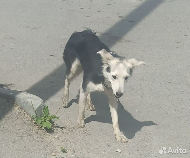 Молодая собачка в добрые руки