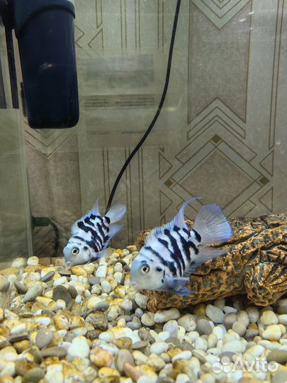 Попугай панда