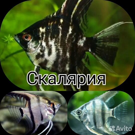 Аквариумные рыбки