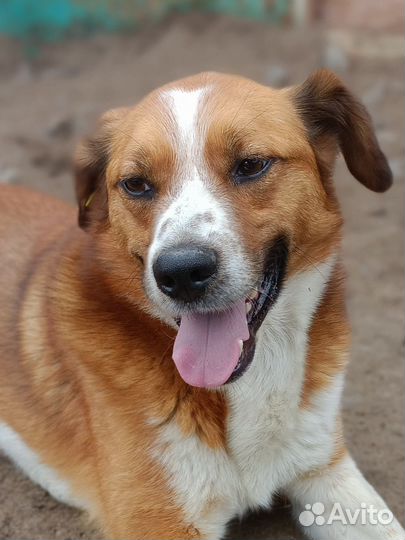 Собака с приюта в добрые руки