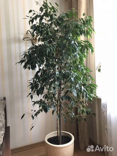 Фикус Бенджамина