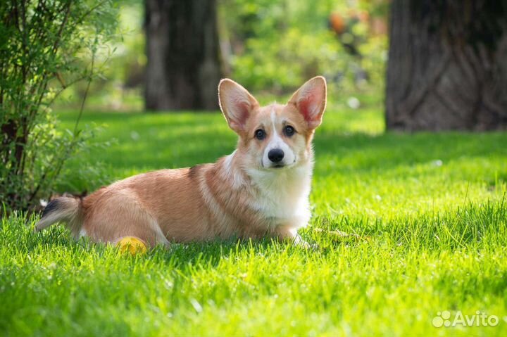 Прекрасная леди Вельш Корги Пемброк