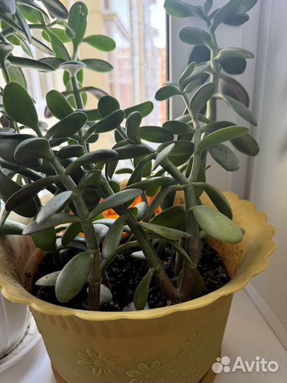 Денежное дерево (толстянка)
