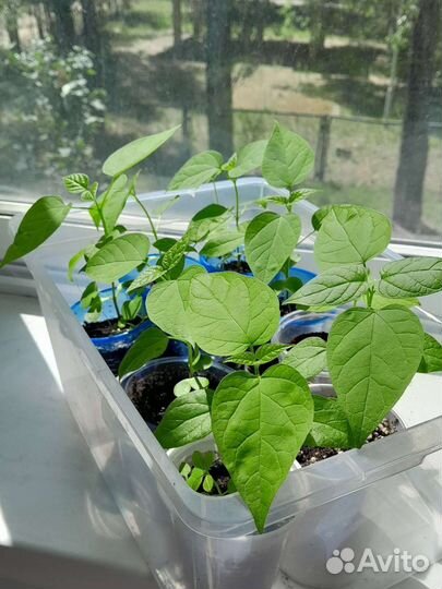 Катальпа саженцы