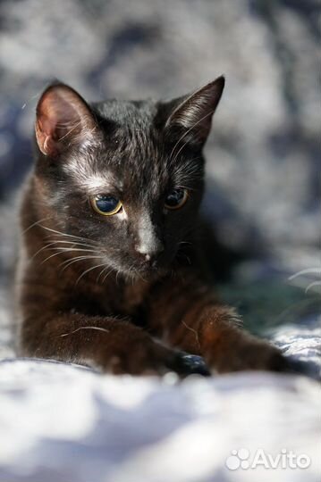 Шоколадный черный котенок Жасмин